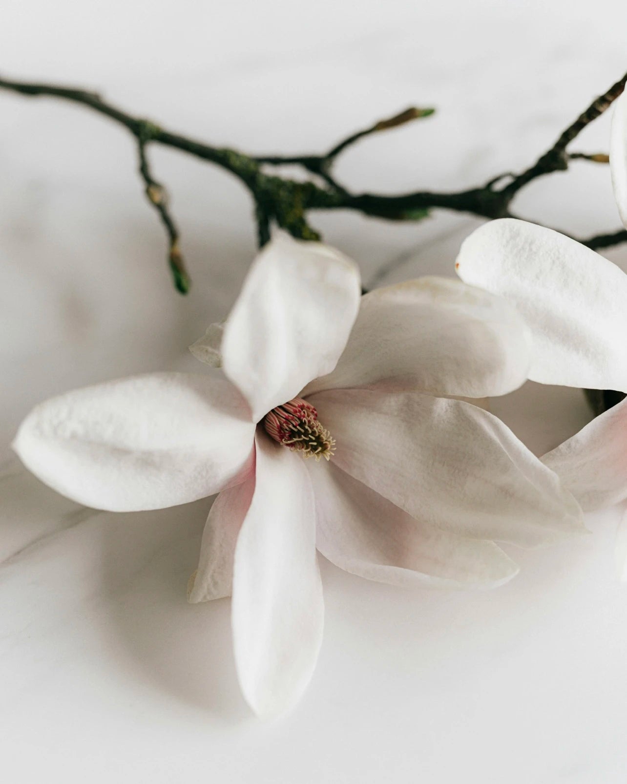 Vanilla Blossom